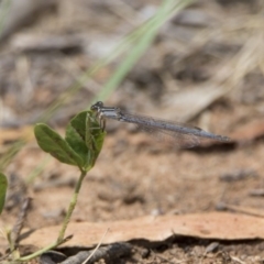 Ischnura heterosticta (Common Bluetail Damselfly) at Bonython, ACT - 6 Jan 2019 by WarrenRowland