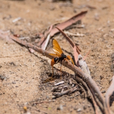 Cryptocheilus bicolor (Orange Spider Wasp) at Gigerline Nature Reserve - 6 Jan 2019 by MissAdventureOZ