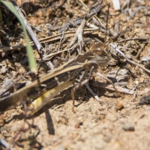 Oedaleus australis at Bonython, ACT - 6 Jan 2019 12:56 PM