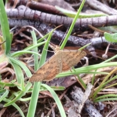 Scopula rubraria (Reddish Wave, Plantain Moth) at Aranda Bushland - 5 Jan 2019 by KMcCue