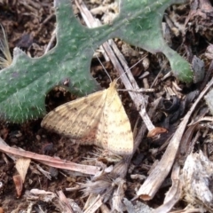 Scopula rubraria at Dunlop, ACT - 6 Jan 2019 08:49 AM