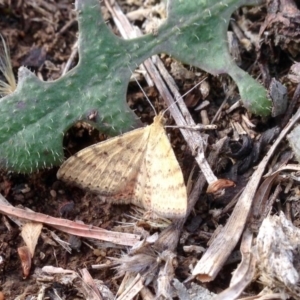 Scopula rubraria at Dunlop, ACT - 6 Jan 2019 08:49 AM