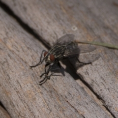 Sarcophagidae (family) (Unidentified flesh fly) at Bonython, ACT - 6 Jan 2019 by WarrenRowland