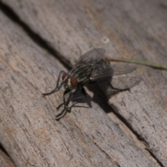 Sarcophagidae (family) (Unidentified flesh fly) at Stranger Pond - 6 Jan 2019 by WarrenRowland