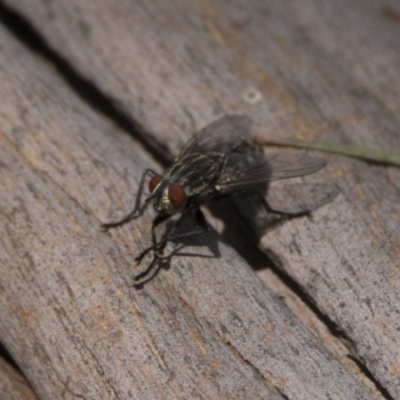 Sarcophagidae (family) (Unidentified flesh fly) at Bonython, ACT - 6 Jan 2019 by WarrenRowland
