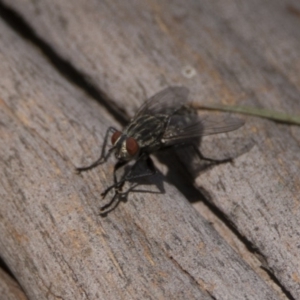 Sarcophagidae sp. (family) at Bonython, ACT - 6 Jan 2019