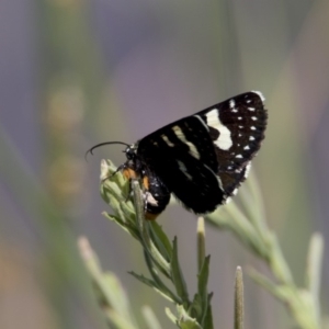 Phalaenoides tristifica at Bonython, ACT - 6 Jan 2019