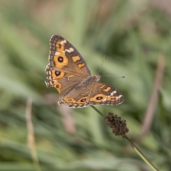 Junonia villida (Meadow Argus) at Bonython, ACT - 6 Jan 2019 by WarrenRowland