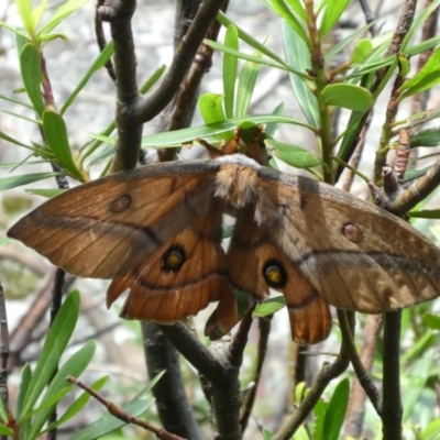 Opodiphthera helena (Helena Gum Moth) at Cotter River, ACT - 6 Jan 2019 by jmcleod