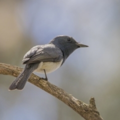 Myiagra rubecula (Leaden Flycatcher) at Bonython, ACT - 6 Jan 2019 by WarrenRowland