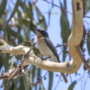 Myiagra rubecula at Bonython, ACT - 6 Jan 2019