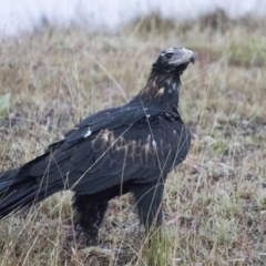 Aquila audax (Wedge-tailed Eagle) at Booth, ACT - 26 Jan 2018 by WarrenRowland