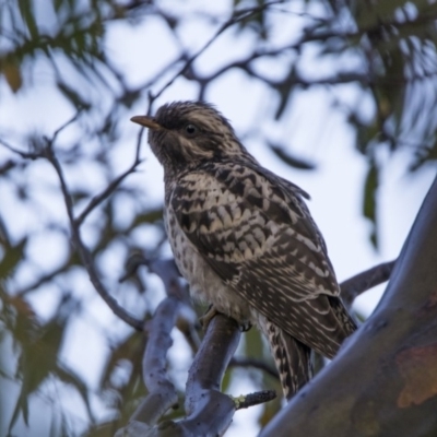 Cacomantis pallidus (Pallid Cuckoo) at Booth, ACT - 25 Jan 2018 by WarrenRowland