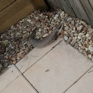 Tiliqua scincoides scincoides at Campbell, ACT - 6 Jan 2019