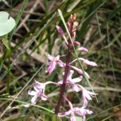 Dipodium roseum (Rosy Hyacinth Orchid) at Tennent, ACT - 5 Jan 2019 by jmcleod