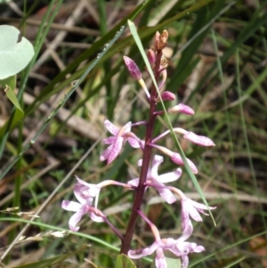 Dipodium roseum at Tennent, ACT - suppressed