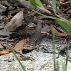 Liopholis whitii (White's Skink) at Namadgi National Park - 5 Jan 2019 by jmcleod