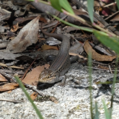 Liopholis whitii (White's Skink) at Cotter River, ACT - 5 Jan 2019 by jmcleod