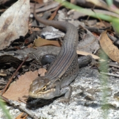 Liopholis whitii at Cotter River, ACT - 6 Jan 2019 10:16 AM