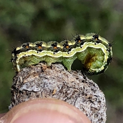 Helicoverpa (genus) (A bollworm) at QPRC LGA - 6 Jan 2019 by Wandiyali