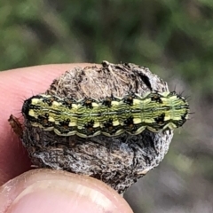 Helicoverpa (genus) at Jerrabomberra, NSW - 6 Jan 2019 02:24 PM