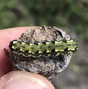 Helicoverpa (genus) at Jerrabomberra, NSW - 6 Jan 2019