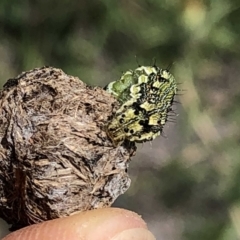 Helicoverpa (genus) at Jerrabomberra, NSW - 6 Jan 2019