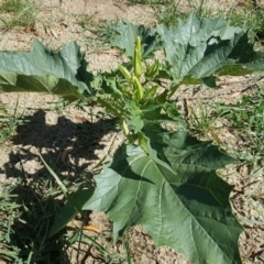 Datura stramonium (Common Thornapple) at Mawson, ACT - 6 Jan 2019 by Mike