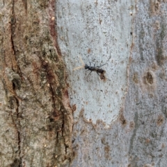 Pompilidae (family) (Unidentified Spider wasp) at Yarralumla, ACT - 6 Jan 2019 by Speedsta