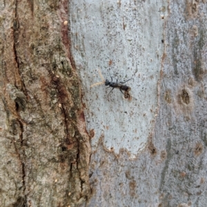 Pompilidae (family) at Yarralumla, ACT - 6 Jan 2019