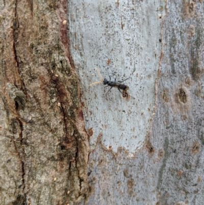 Pompilidae (family) (Unidentified Spider wasp) at Yarralumla, ACT - 6 Jan 2019 by Speedsta