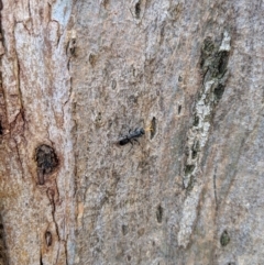 Pompilidae (family) at Yarralumla, ACT - 6 Jan 2019