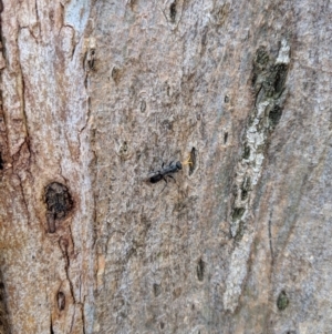 Pompilidae (family) at Yarralumla, ACT - 6 Jan 2019