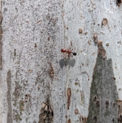 Podomyrma gratiosa (Muscleman tree ant) at Yarralumla, ACT - 6 Jan 2019 by Speedsta