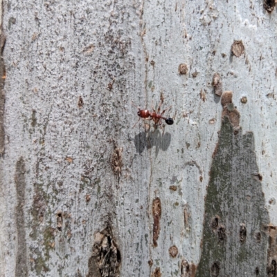 Podomyrma gratiosa (Muscleman tree ant) at Lake Burley Griffin West - 6 Jan 2019 by Speedsta