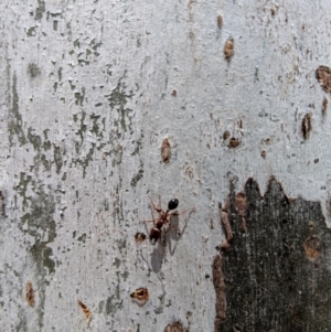 Podomyrma gratiosa at Yarralumla, ACT - 6 Jan 2019 12:10 PM