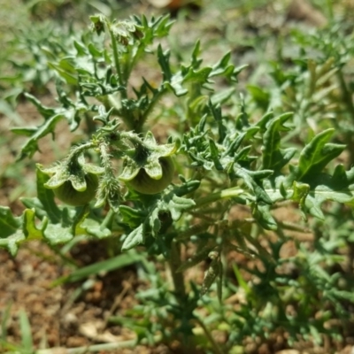 Solanum triflorum (Three-flowered Nightshade) at Mawson, ACT - 6 Jan 2019 by Mike