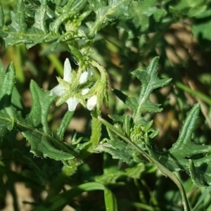 Solanum triflorum at Mawson, ACT - 6 Jan 2019
