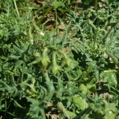 Solanum triflorum at Mawson, ACT - 6 Jan 2019 04:27 PM