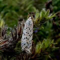 Utetheisa (genus) (A tiger moth) at QPRC LGA - 11 Jan 2019 by Wandiyali