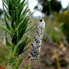 Utetheisa (genus) at Jerrabomberra, NSW - 11 Jan 2019