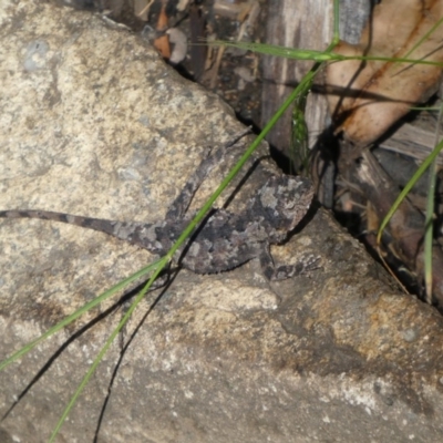 Rankinia diemensis (Mountain Dragon) at Namadgi National Park - 5 Jan 2019 by jmcleod