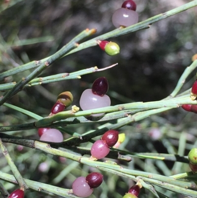 Exocarpos strictus (Dwarf Cherry) at Paddys River, ACT - 6 Jan 2019 by RWPurdie