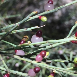 Exocarpos strictus at Paddys River, ACT - 6 Jan 2019