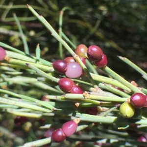 Exocarpos strictus at Paddys River, ACT - 6 Jan 2019