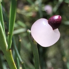 Exocarpos strictus at Paddys River, ACT - 6 Jan 2019