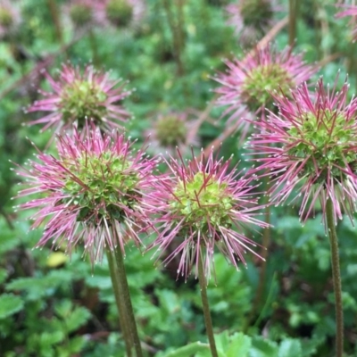 Acaena novae-zelandiae (Bidgee Widgee) at Gibraltar Pines - 6 Jan 2019 by RWPurdie