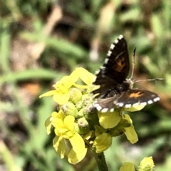 Lucia limbaria (Chequered Copper) at Jerrabomberra, NSW - 6 Jan 2019 by Wandiyali
