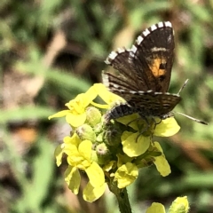 Lucia limbaria at Jerrabomberra, NSW - 6 Jan 2019 01:40 PM