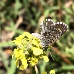 Lucia limbaria at Jerrabomberra, NSW - 6 Jan 2019